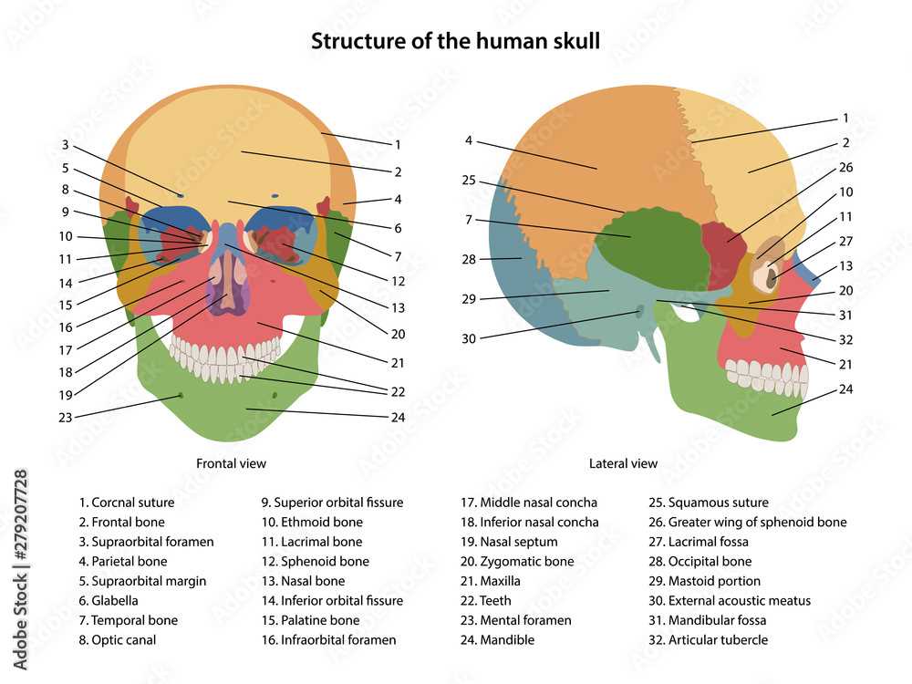 parts of the human skull diagram