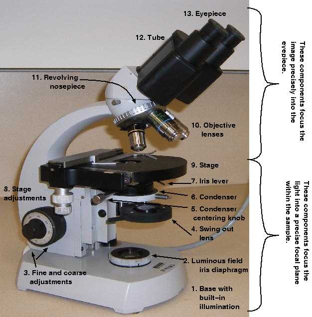 parts of the microscope diagram