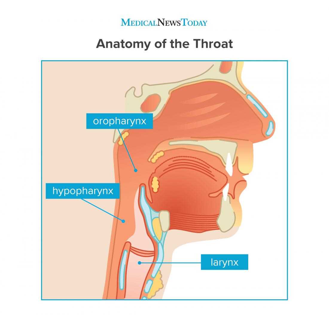 parts of the mouth and throat diagram