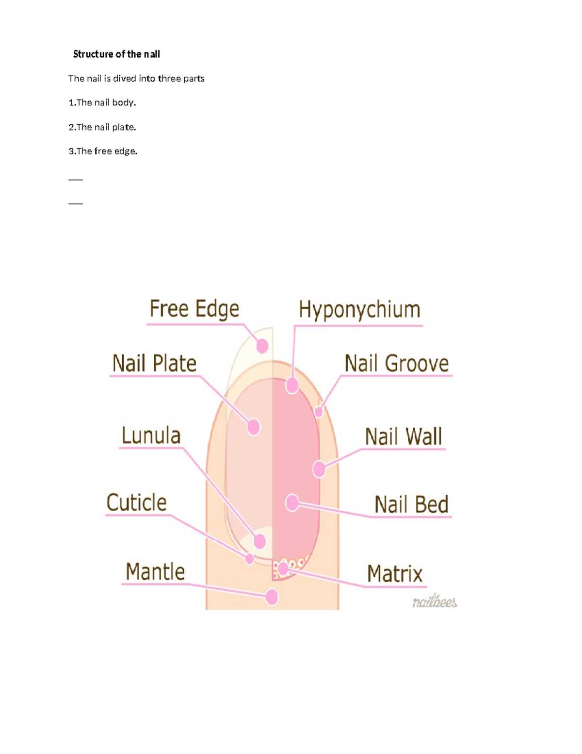 parts of the nail diagram