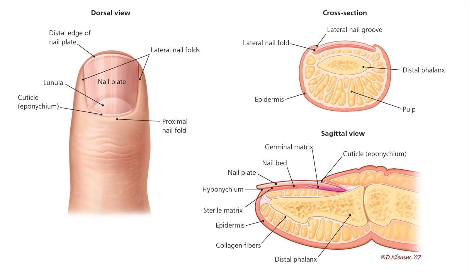 parts of the nail diagram