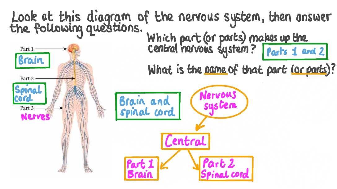 parts of the nervous system diagram