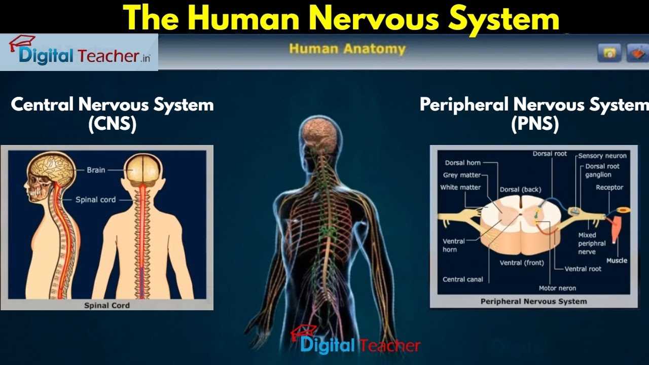 parts of the nervous system diagram