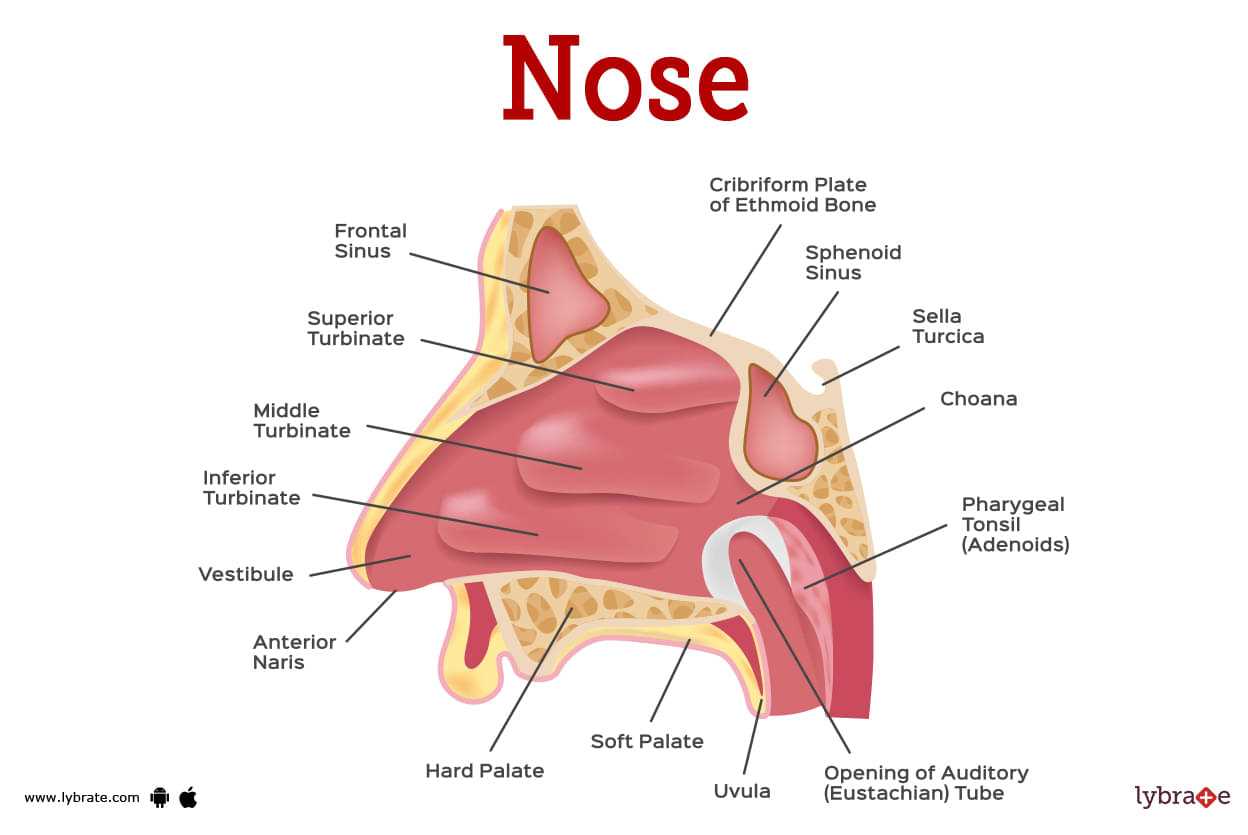 parts of the nose diagram