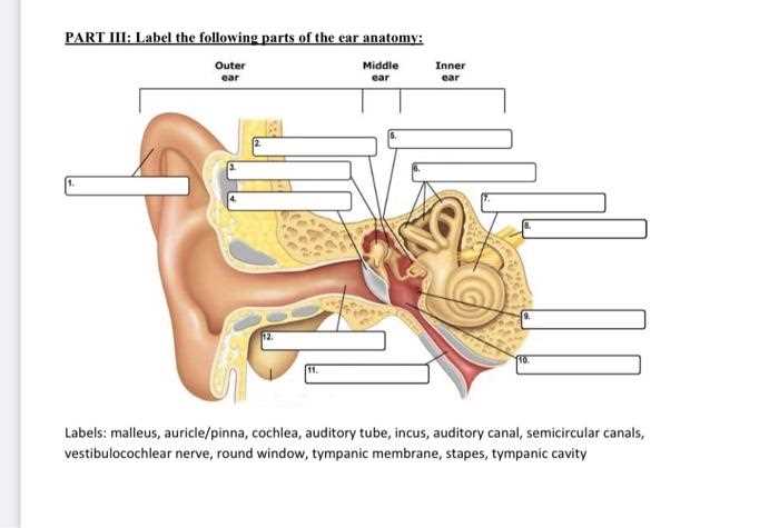 parts of the outer ear diagram