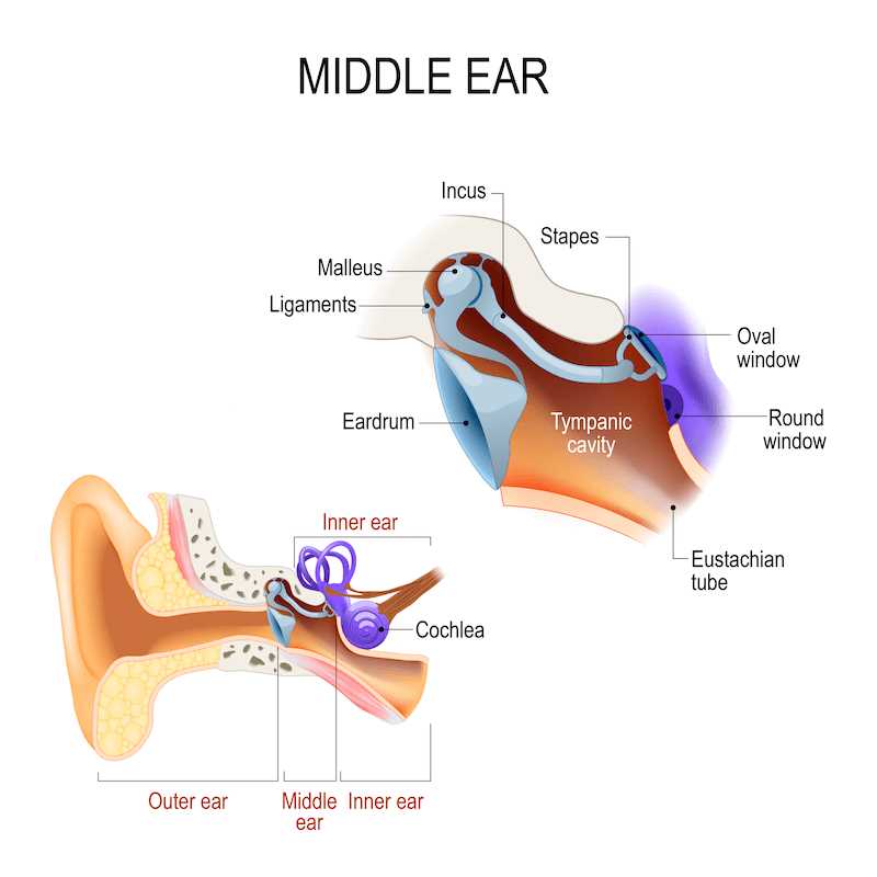 parts of the outer ear diagram