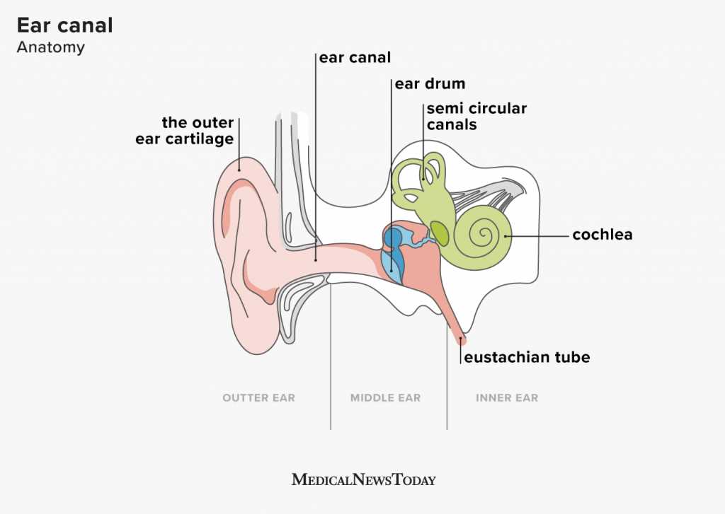 parts of the outer ear diagram