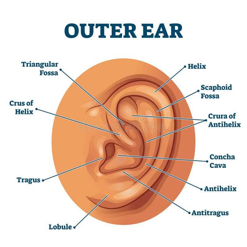 parts of the outer ear diagram