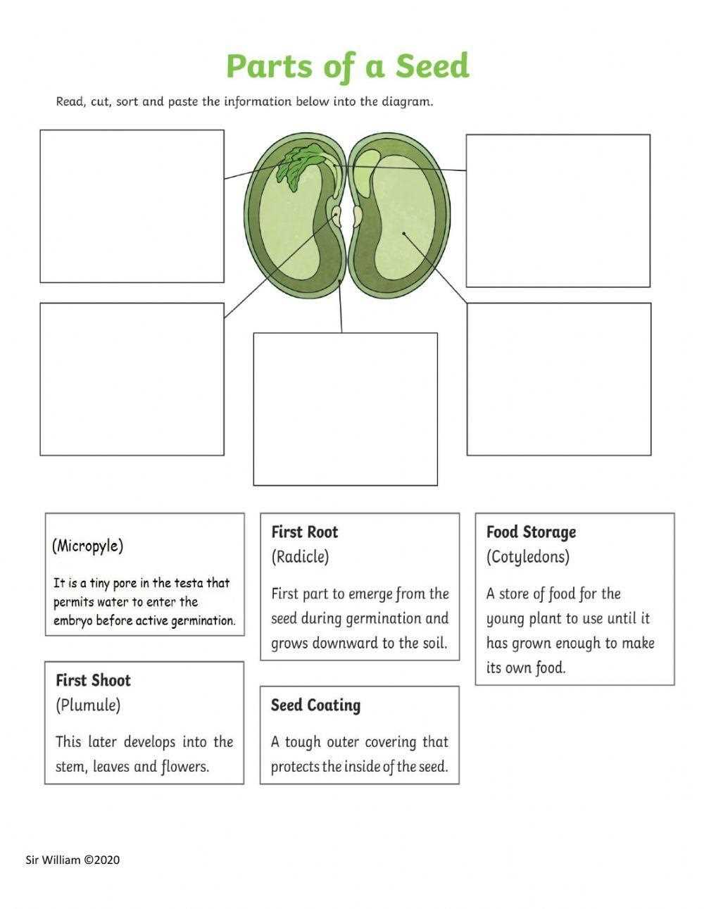 parts of the seed diagram