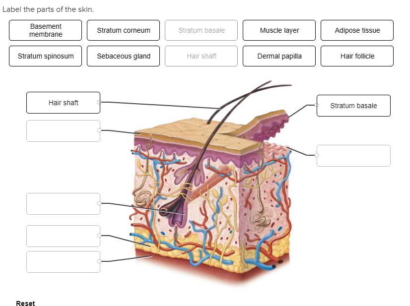 parts of the skin diagram