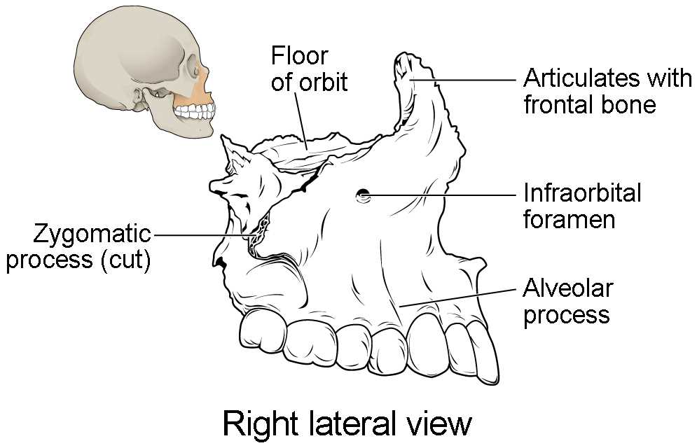 parts of the skull diagram