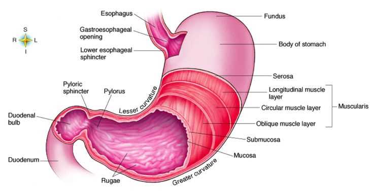 parts of the stomach diagram