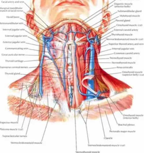 parts of the throat and neck diagram