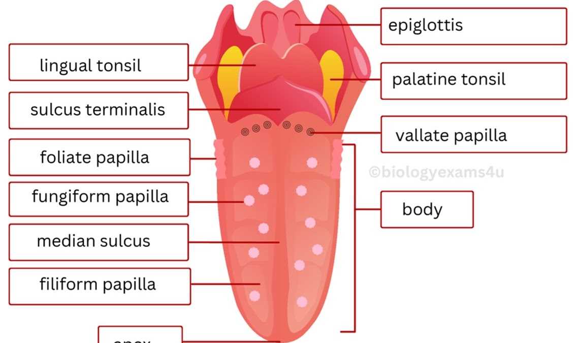 parts of the tongue diagram