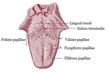 parts of the tongue diagram