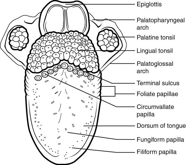 parts of tongue diagram