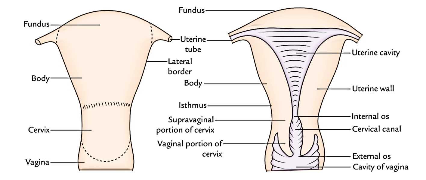 parts of uterus diagram