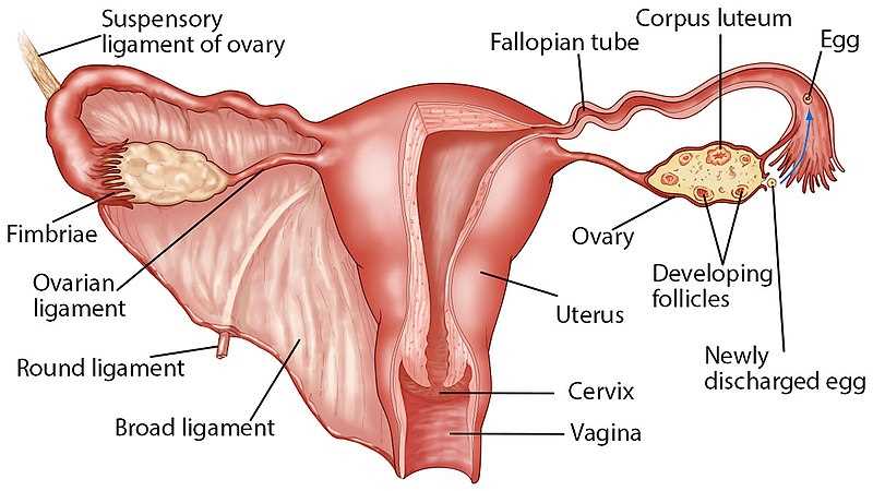 parts of uterus diagram