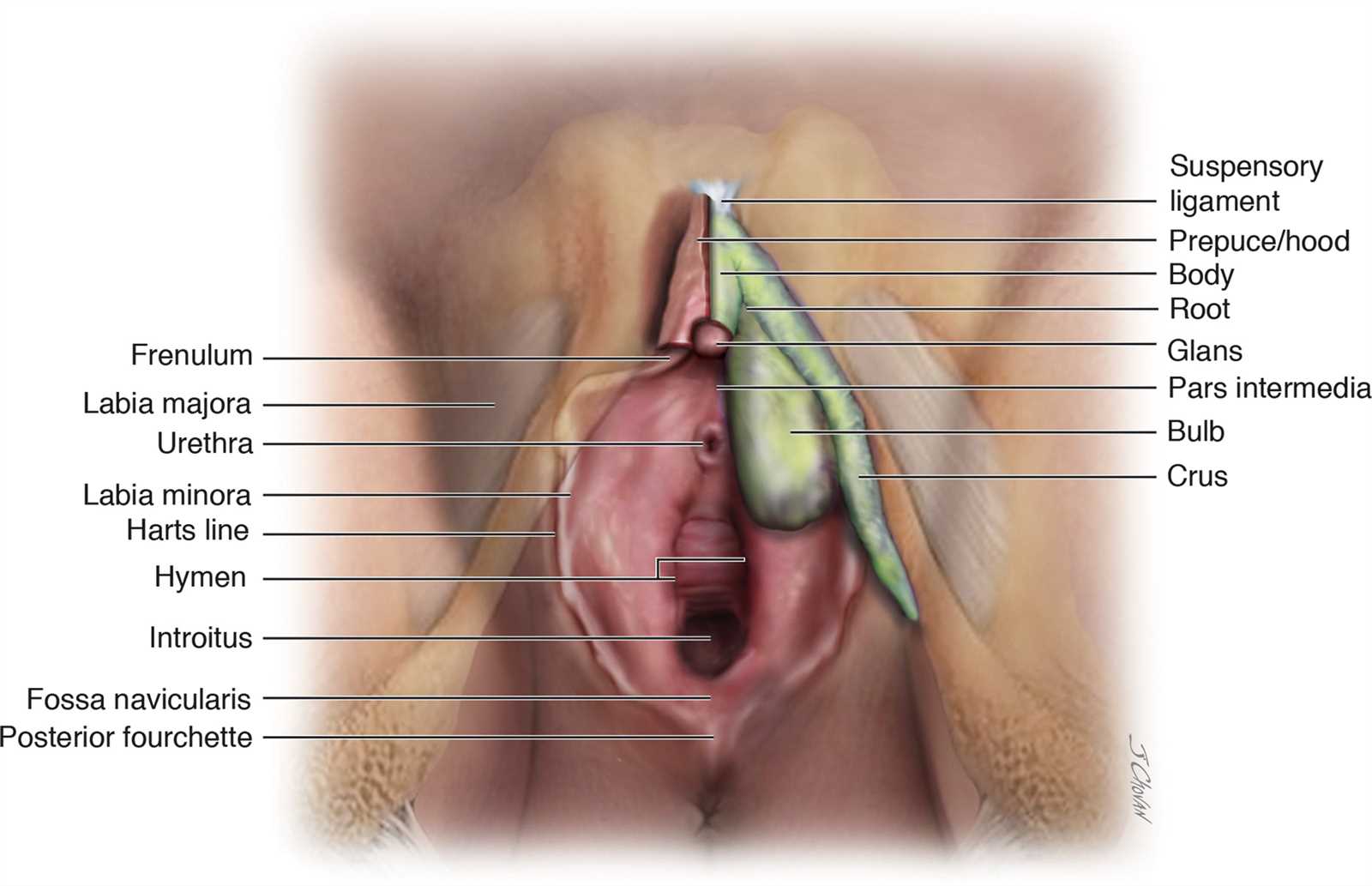 parts of vulva diagram