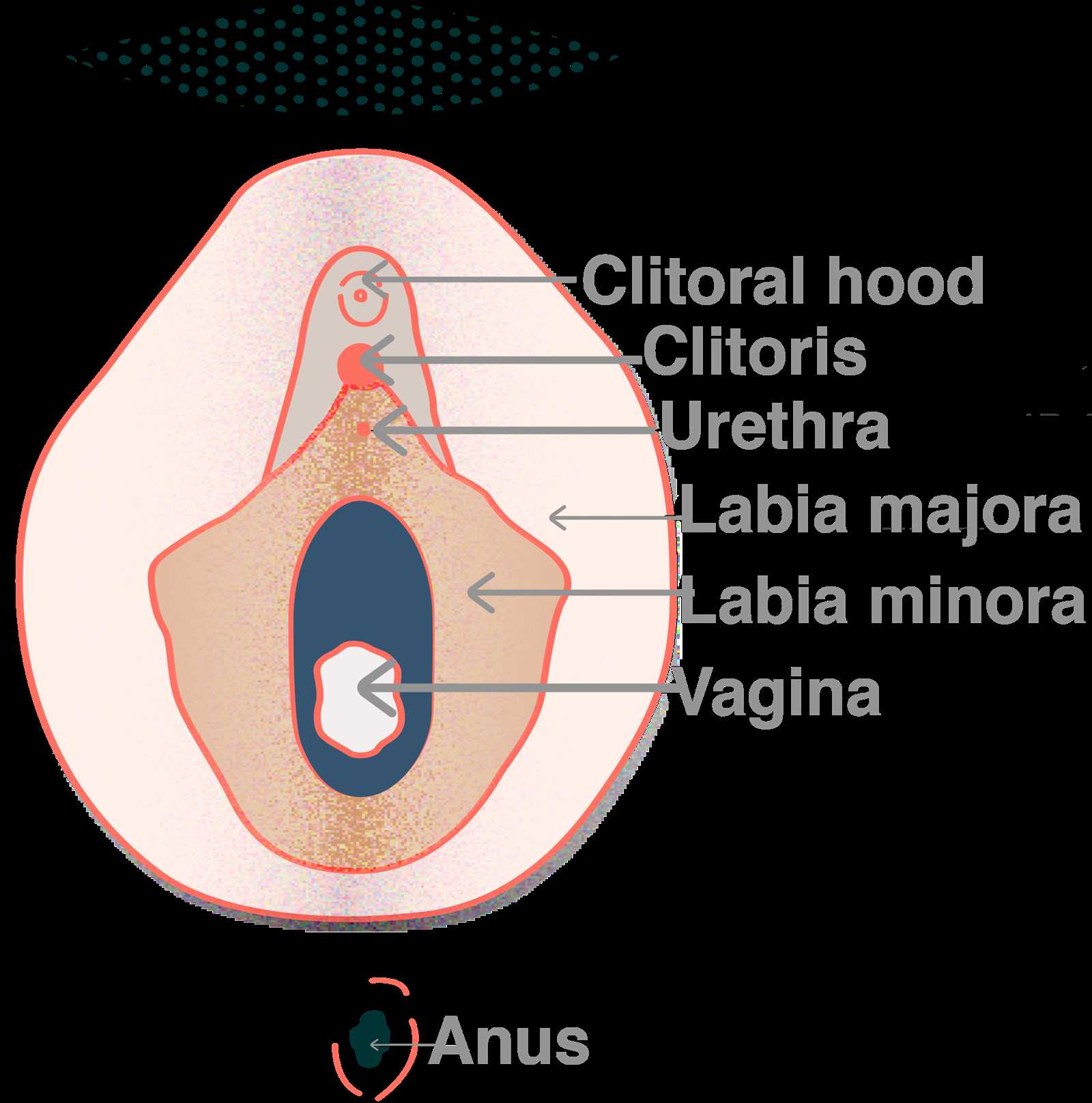 parts of vulva diagram