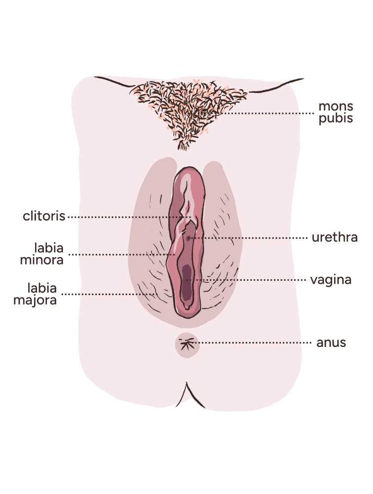 parts of vulva diagram