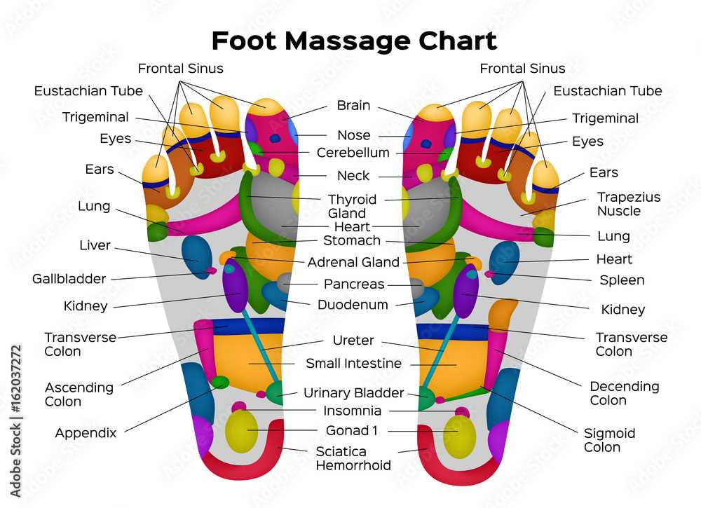 parts of your foot diagram