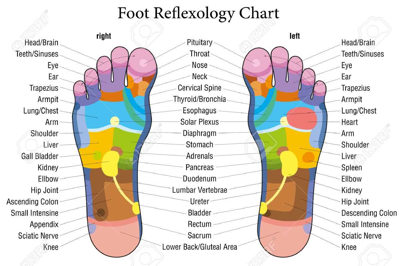 parts of your foot diagram