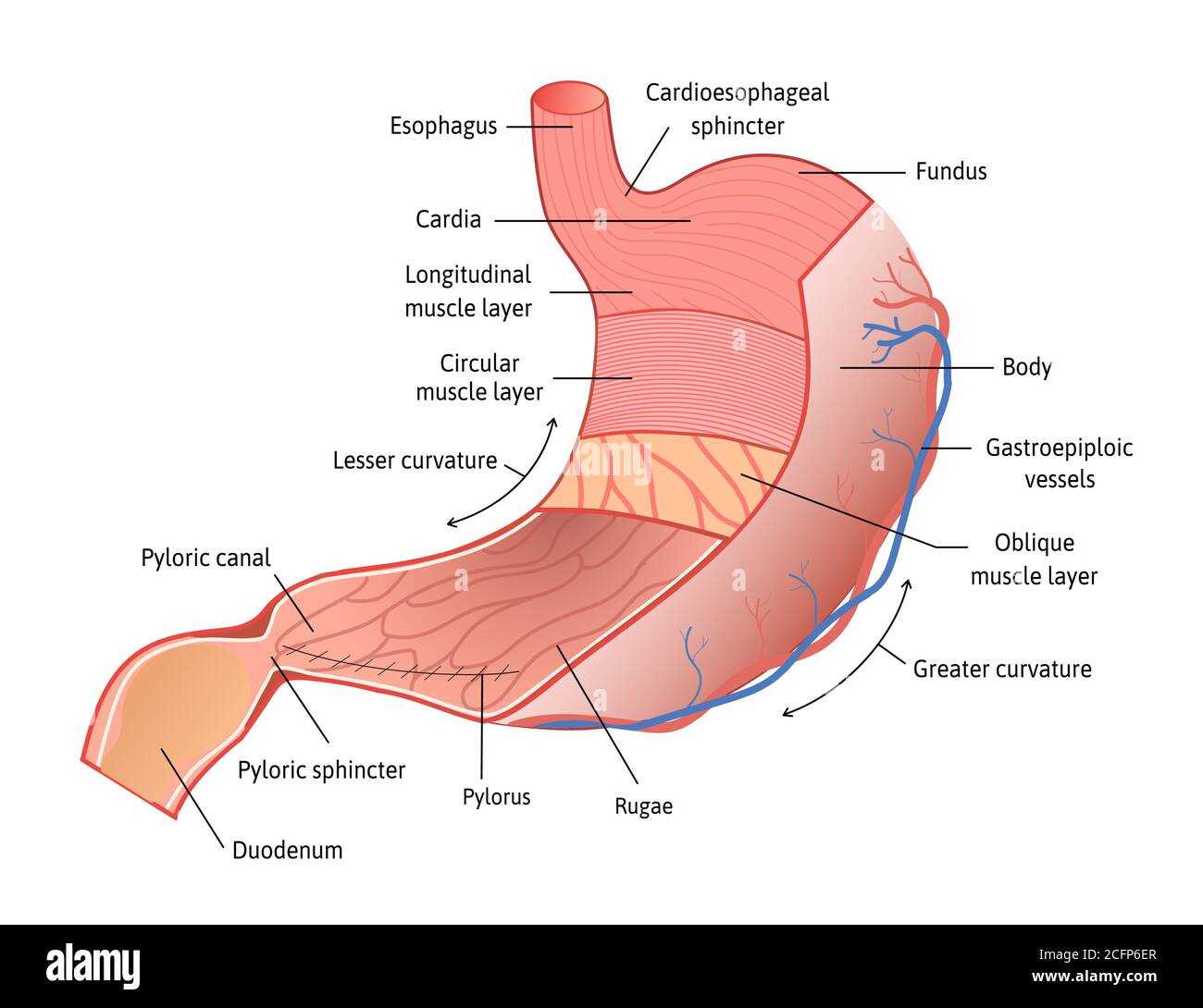 parts of your stomach diagram