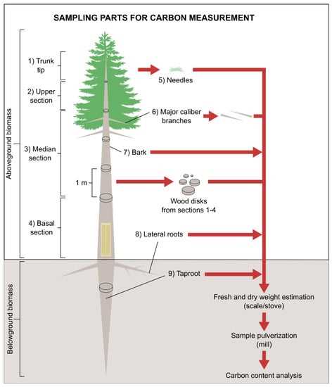 pine tree parts diagram