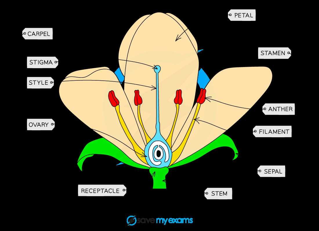 plant reproductive parts diagram