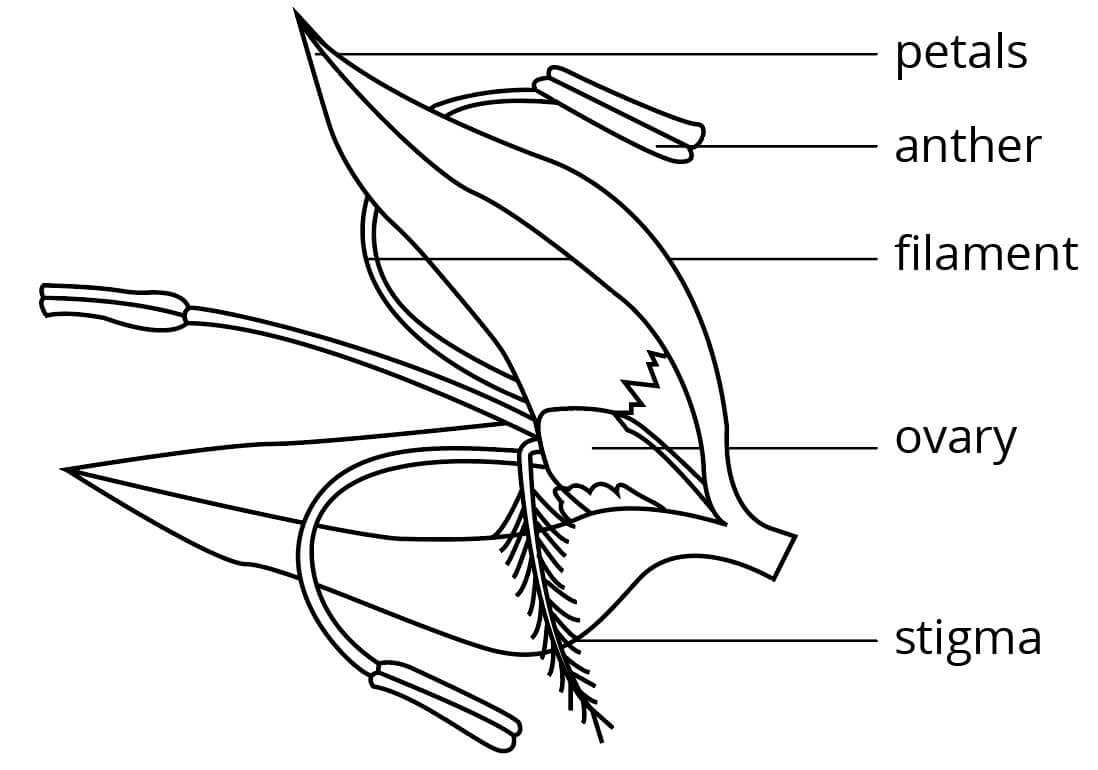 plant reproductive parts diagram