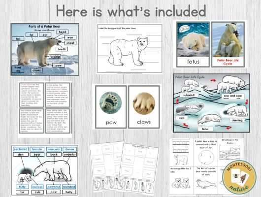 polar bear body parts diagram