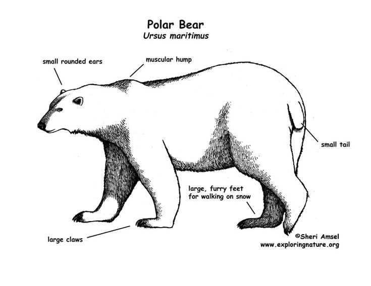 polar bear body parts diagram