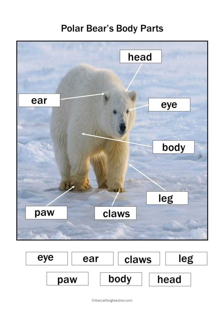 polar bear body parts diagram