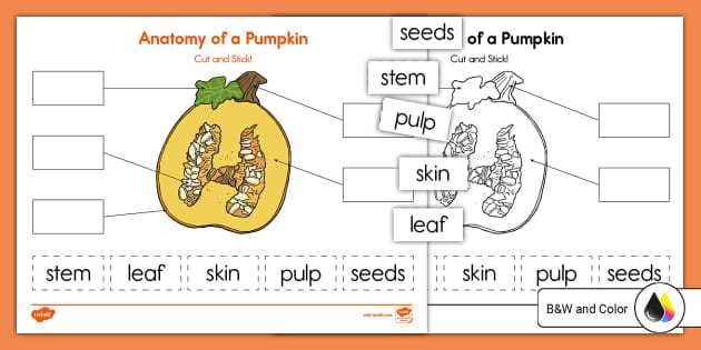 pumpkin parts diagram