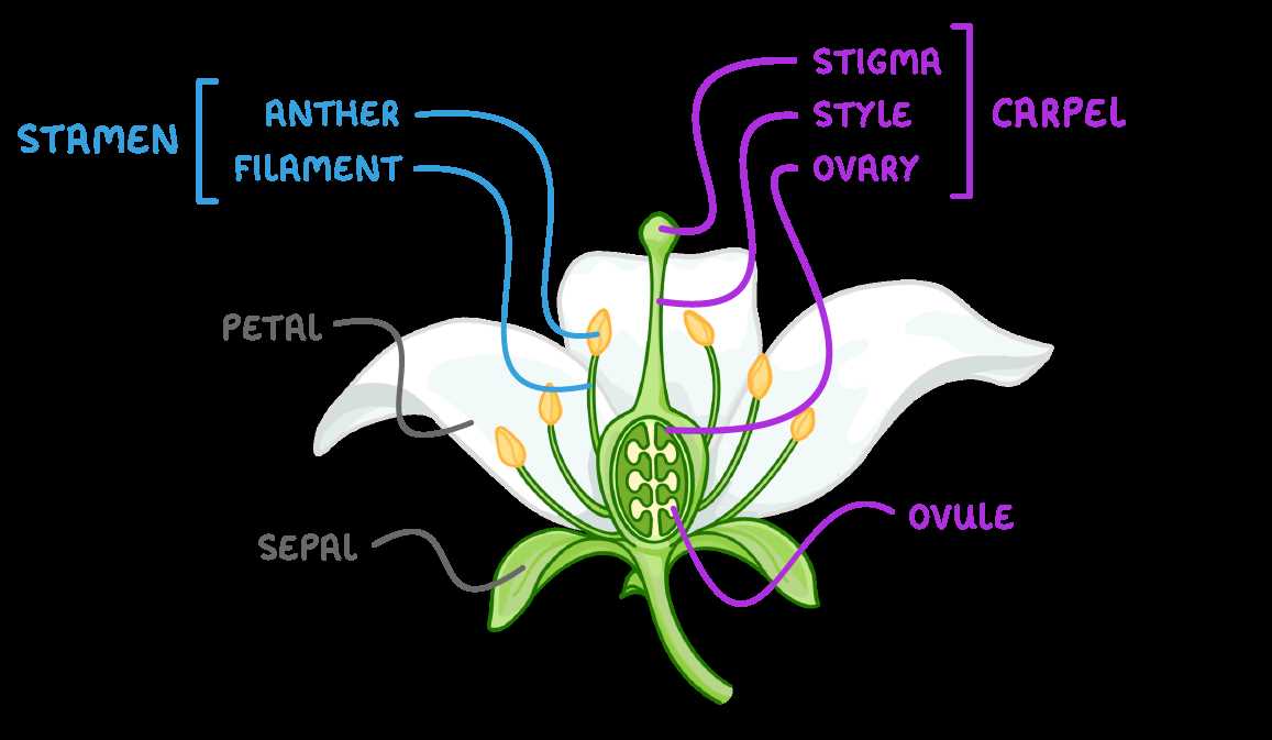 reproductive parts of a flower diagram