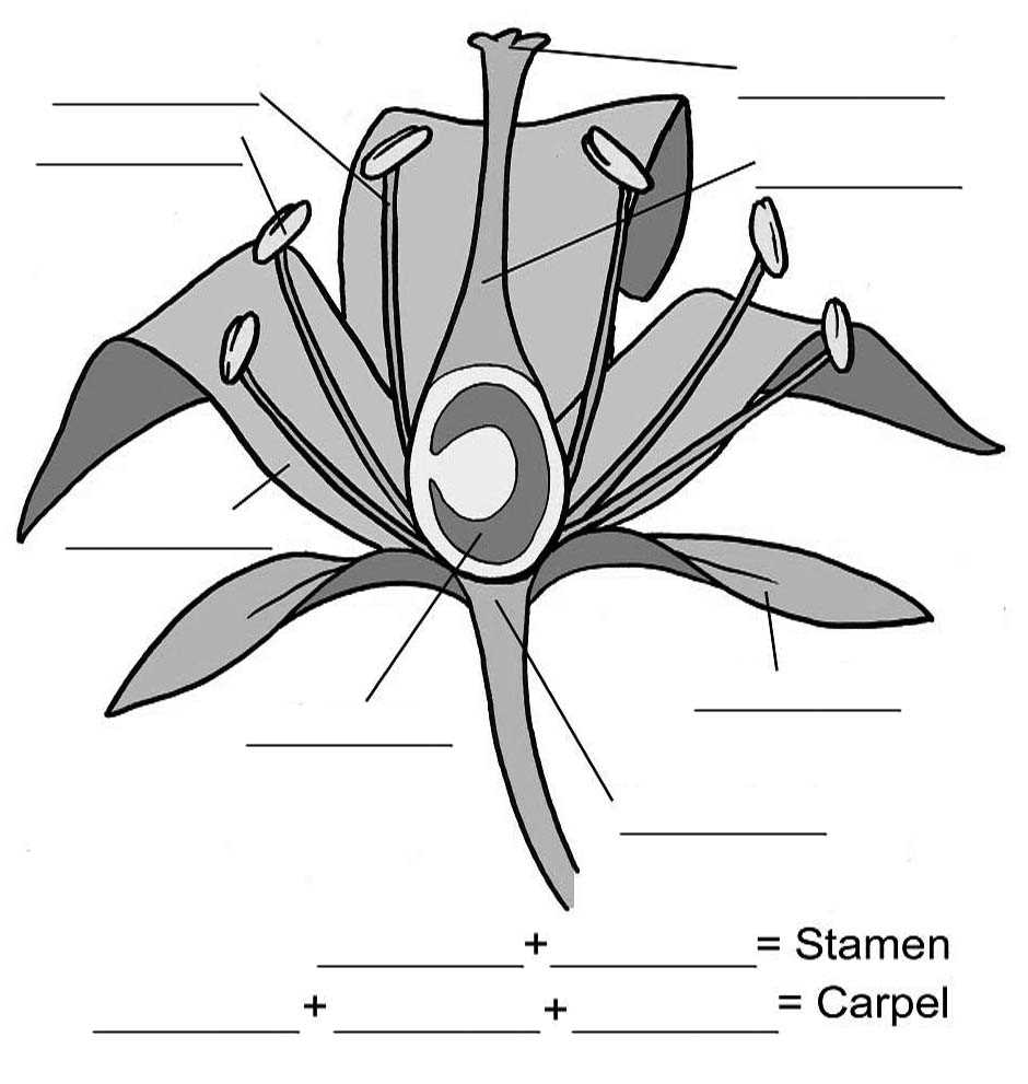 reproductive parts of a flower diagram