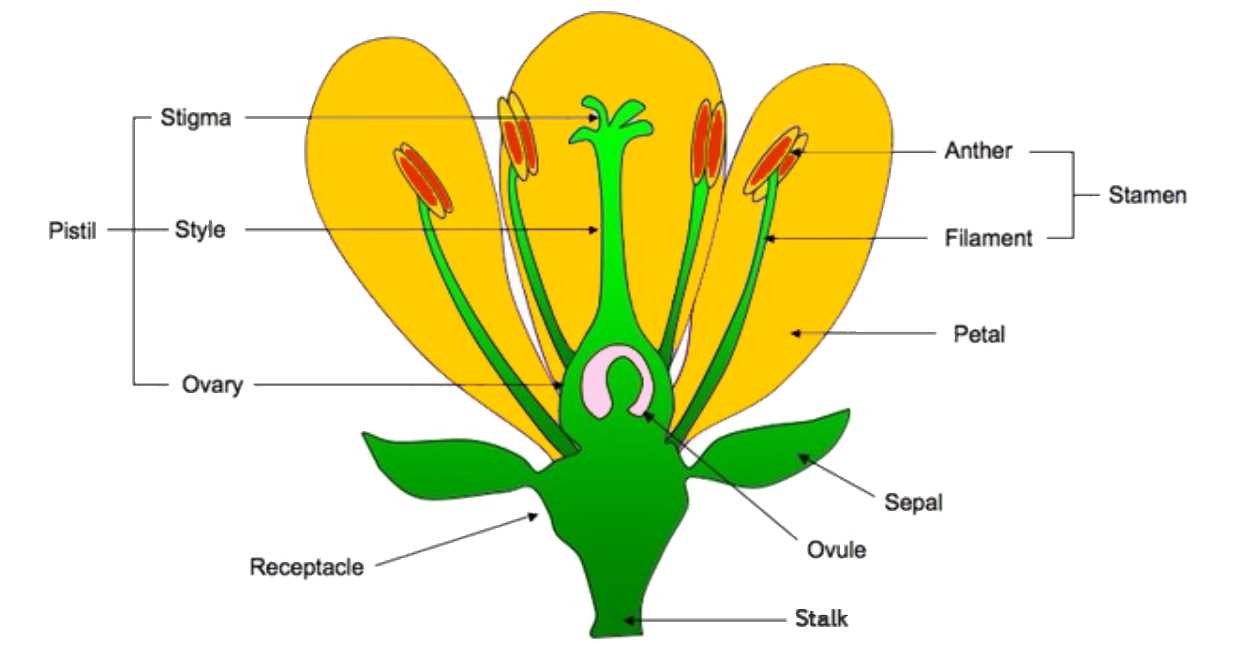 reproductive parts of a flower diagram