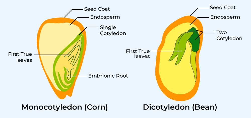 seed parts diagram