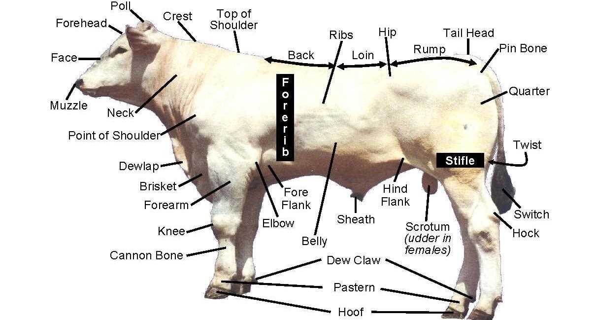 sheep parts diagram