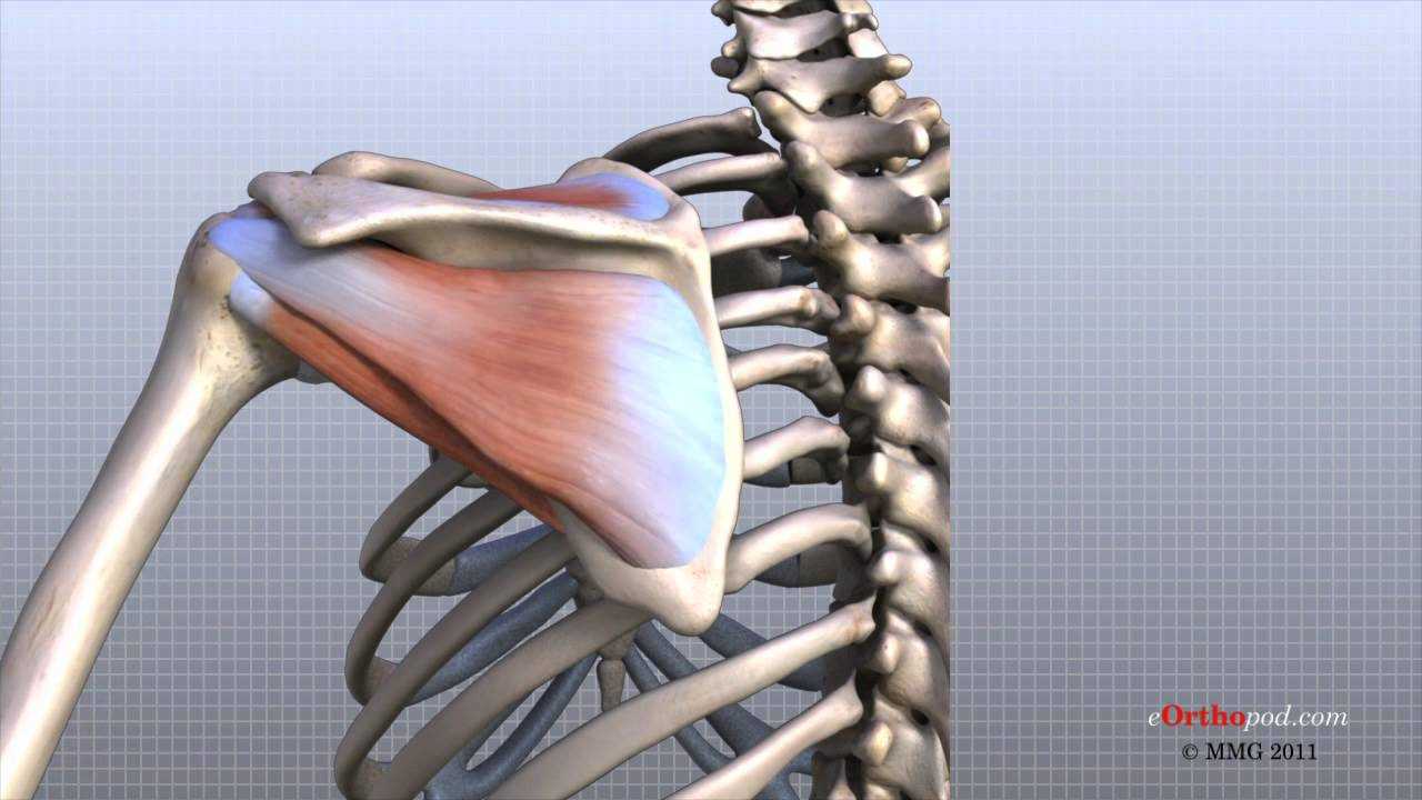 shoulder parts diagram