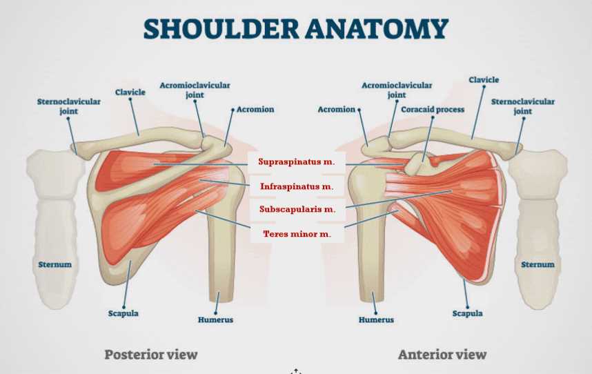 shoulder parts diagram