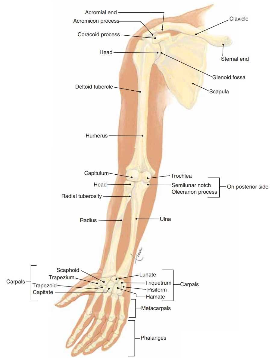 shoulder parts diagram