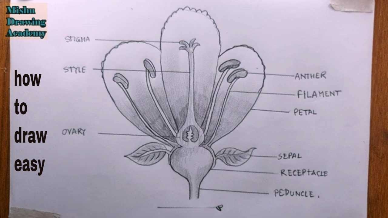 simple flower parts diagram