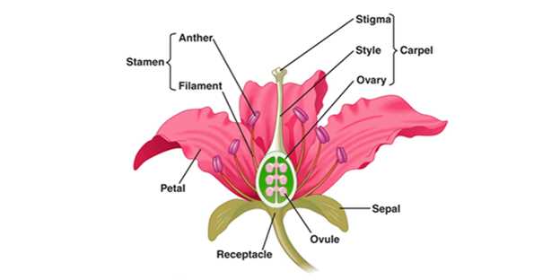 simple flower parts diagram