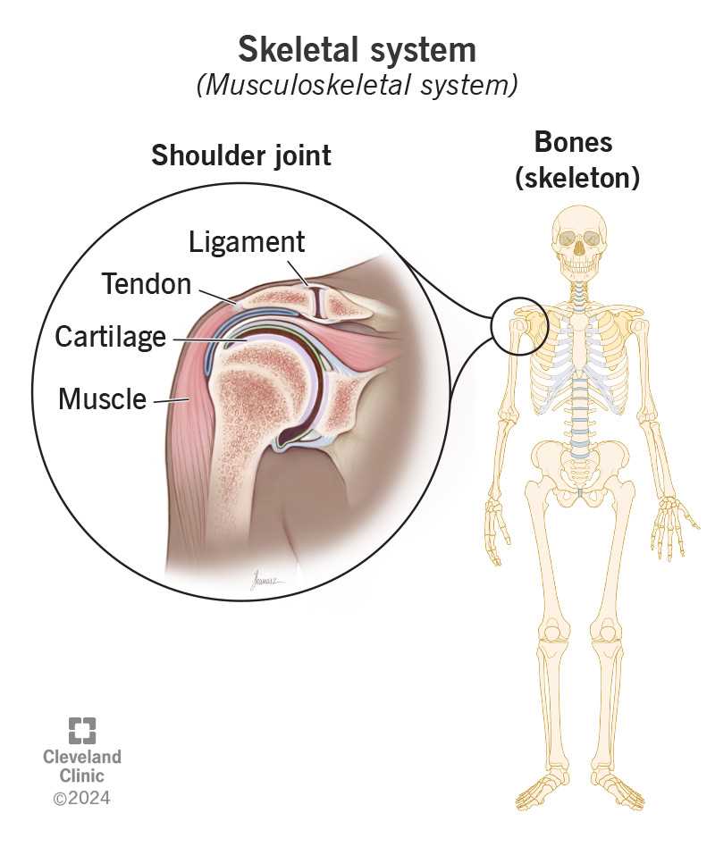 skeletal system parts diagram