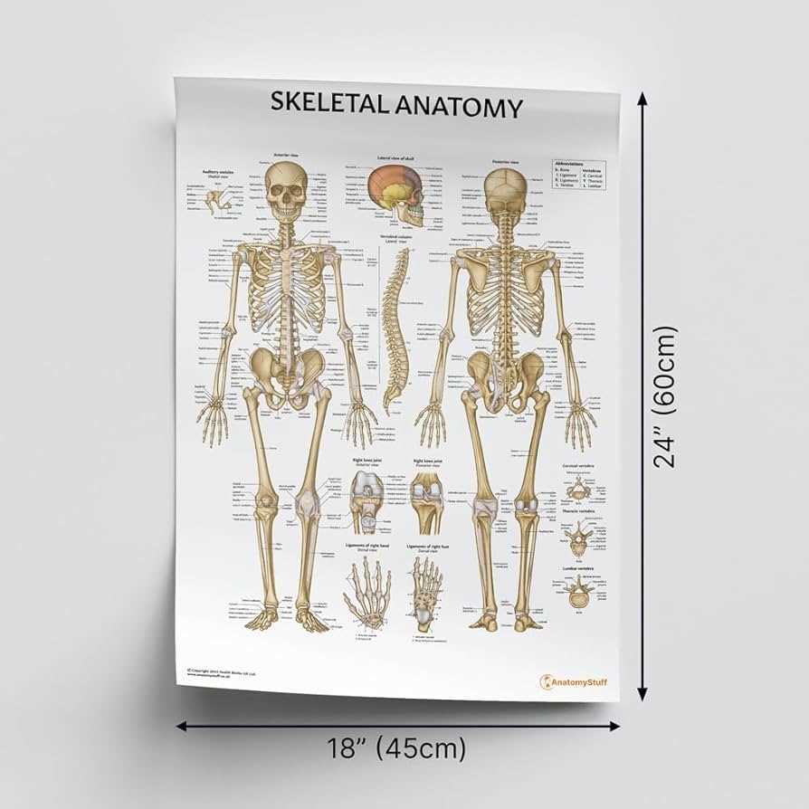 skeleton parts diagram