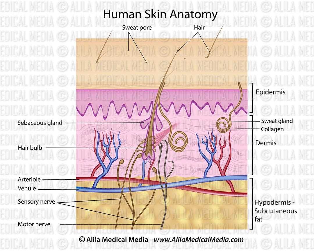 skin diagram with parts