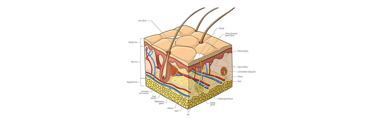 skin diagram with parts