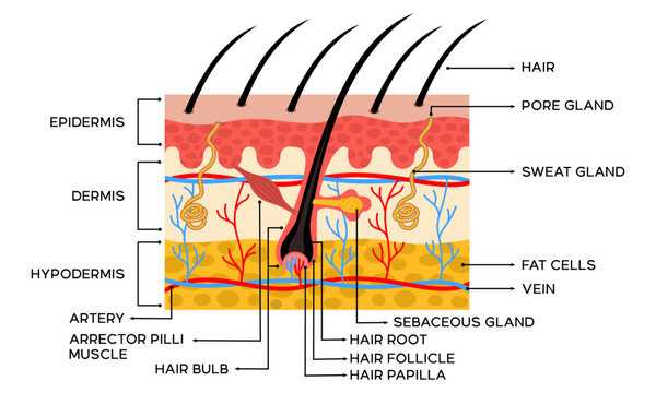 skin diagram with parts